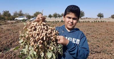 روغن بادام زمینی را دستکم نگیرید