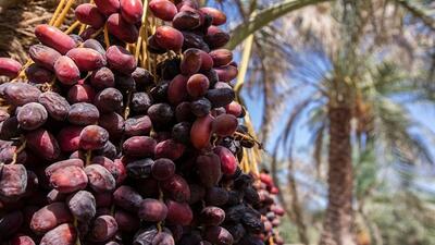 پاویون صنعت خرما در نمایشگاه بین‌المللی ایران اگروفود 1404 برپا می‌شود