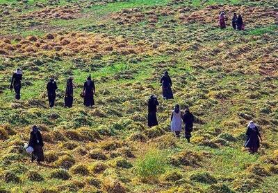 باشگاه کشاورزی نوین در اصفهان تشکیل می‌شود - تسنیم