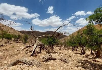 مدیر کل هواشناسی استان تهران: در بهار سال آینده شاهد افرایش دمای هوا خواهیم بود