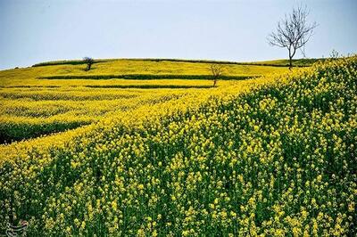 خسارت وسیع سرمازدگی به مزارع گندم، کلزا و صیفی دهلران