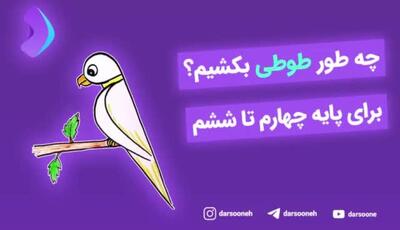 آموزش نقاشی طوطی