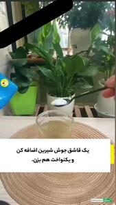 روند پرورش گل بدون تغییر خاک گلدان