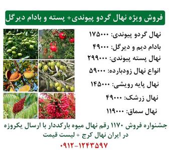 فروش ویژه عیدانه گردو پیوندی + پسته پیوندی + بادام دیرگل دیم بارکددار + ارسال یک روزه به سراسر ایران