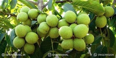 آخرین فرصت  خرید نهال گردو ژنوتیپ۷ دیرگل مقاوم به سرما