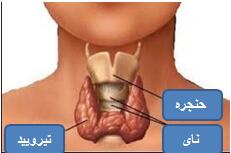 نشانه های کم کاری و پرکاری تیروئید در خانم ها/اینفوگرافیک