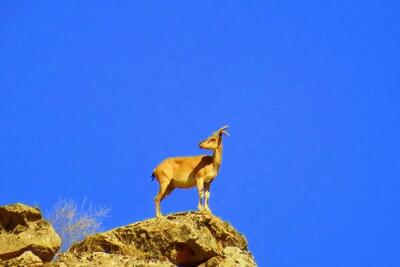 ایران در فهرست سیاه IUCN/ تخریب زیستگاه‌ها حیات وحش ایران را به پرتگاه می‌برد - تجارت‌نیوز