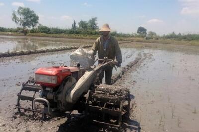 شخم وشیار نیمی از شالیزارهای بابلسر