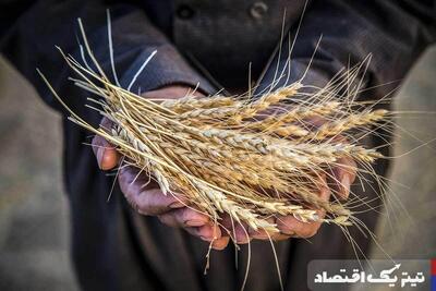 بیمه فراگیر گندمکاران بدون کسر هزینه/ فرصت بیمه تا ۲۰ اسفند