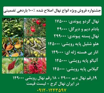 جشنواره عرضه گردو پیوندی 12 تنی + بادام 9 تنی زیر نظر جهاد کشاورزی + ارسال یکروزه به سراسر ایران