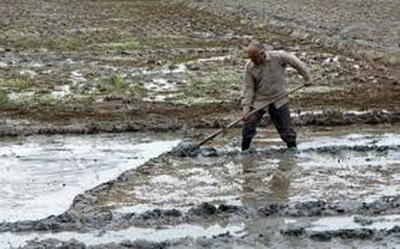 کاهش برداشت آب از منابع زیرزمینی با شخم و شیار به موقع شالیزارها