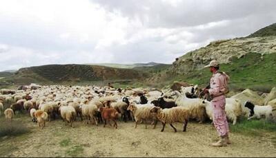 دستگیری چوپانِ قاچاقچی