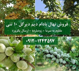 فروش نهال بادام دیم دیرگل 10 تنی زودبارده مقاوم به سرما + ارسال یکروزه