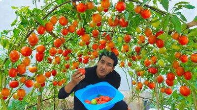 باور نخواهید کرد که چگونه در یک متر مربع گوجه کاشتم و مقدار برداشت غیرمنتظره بود !