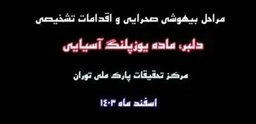 مراحل بیهوشی صحرایی و اقدامات تشخیصی دلبر، ماده یوزپلنگ آسیایی در مرکز تحقیقات پارک ملی توران + فیلم