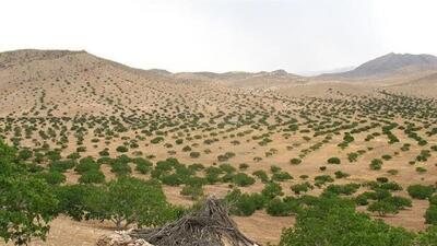 نظارت بر نگهداری درختان، وظیفه‌ای مهمتر از کاشت درخت