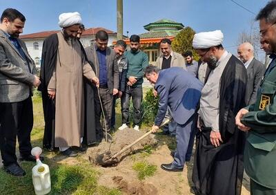 ۲۰ هزار نهال در بخش مرکزی رودسر غرس شد