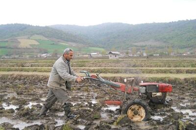 شخم وشیار  ۳۵۰۰ هکتار از شالیزارهای مازندران