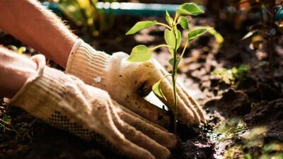 کاشت 100 اصله درخت در زمین گلف مجموعه ورزش انقلاب به منظور ارتقای سطح محیط زیست