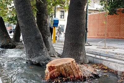 ۱۰۰ درخت چنار خیابان ولیعصر قطع شد