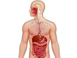 روزه داری  بر دستگاه گوارش چه تاثیری دارد؟