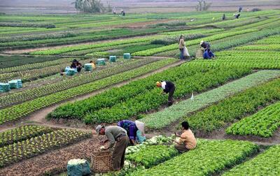 نقش برجسته باغبانی در اشتغال‌زایی و توسعه کشاورزی کشور