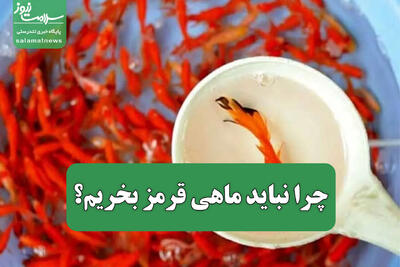 چرا نباید ماهی قرمز بخریم؟