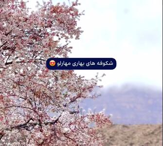 شکوفه های بادام مهارلو شیراز