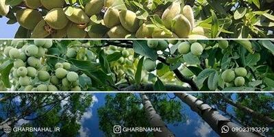 خرید نهال گردو، بادام و صنوبر: سرمایه گذاری میلیاردی برای اینده