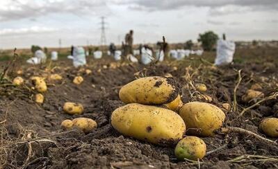 سیب زمینی‌های وارداتی محصول ایران هستند!