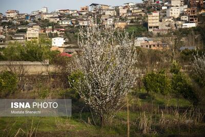 عکس/ در آستانه بهار؛ رویش شکوفه‌ها در مازندران