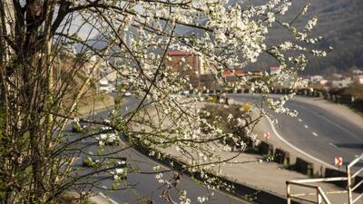 رویش شکوفه‌ها در مازندران