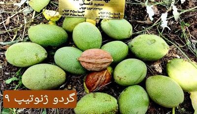 خرید انواع نهال گردو+ بادام+ فندق+ میوه با تخفیف ۳۰درصدی پالیز