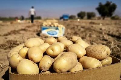 قیمت سیب زمینی از نیمه فروردین کاهش می یابد - تجارت‌نیوز