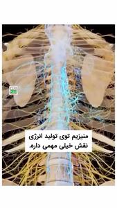 فیلم / تأثیر شگفت‌انگیز منیزیم بر بدن شما