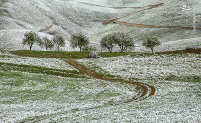 عکس/ برف بهاری در کردستان