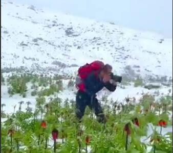 سفیدپوش شدن دشت لاله‌های واژگون با بارش برف بهاری