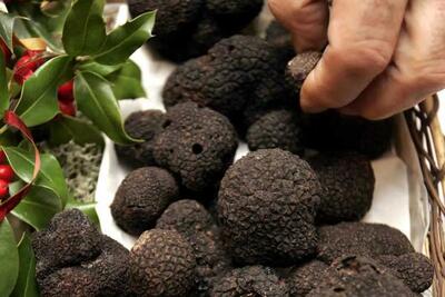 آمار بالای مسمومیت با قارچ سمی در کرمانشاه، فارس و زنجان