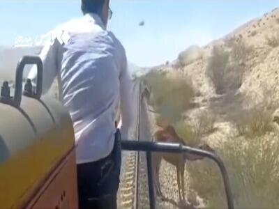 شترها راه را بر قطار در هرمزگان بستند!