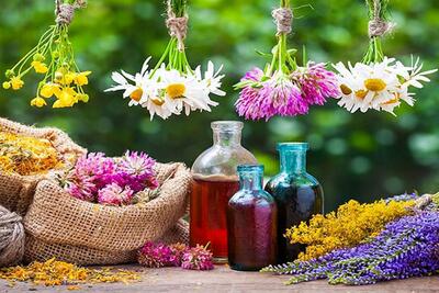 علف گربه چیست و چه کاربردی دارد؟