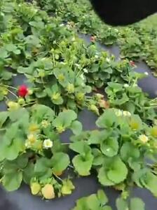 فیلم / لحظات دیدنی از برداشت برق‌آسای توت فرنگی