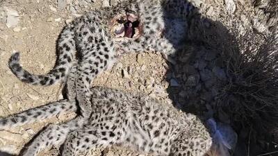 لاشه ۲ توله پلنگ ایرانی در ارتفاعات پارک ملی خَبر کشف شد - آینه فردا