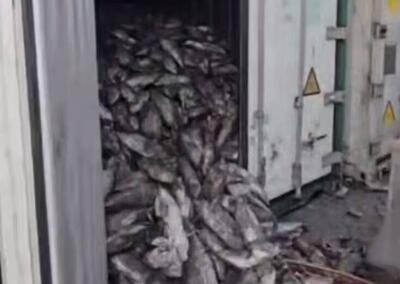فیلم/ کانتینرهای حاوی پای مرغ و ماهی در اسکله شهید رجایی