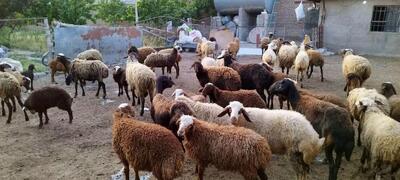 قیمت دام زنده امروز شنبه ۷ اردیبهشت ۱۴۰۴ / گوساله زنده در تهران چند؟