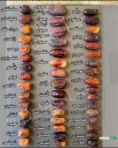 راهنمای تصویری خرماشناسی