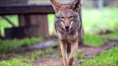 ببینید؛ لحظه‌ای نادر؛ کایوت از پنجره سقفی خانه آب نوشید