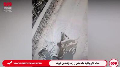 جولان سگ‌های ولگرد در دماوند؛وقتی یک میش را زنده زنده می خورند + فیلم