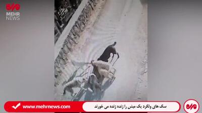 ببینید/ سگ های ولگرد در دماوند یک گوسفند را زنده زنده می خورند | 12 اردیبهشت 1404