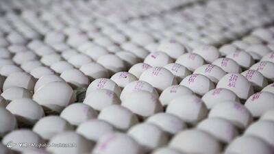قیمت تخم مرغ درب مرغداری به ۳۰ هزارتومان رسید