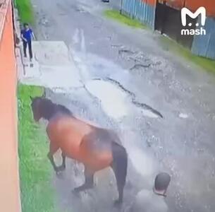 اسب فروخته شده پس از یک سال دوری به صاحبش در اینگوشتیا بازگشت!
